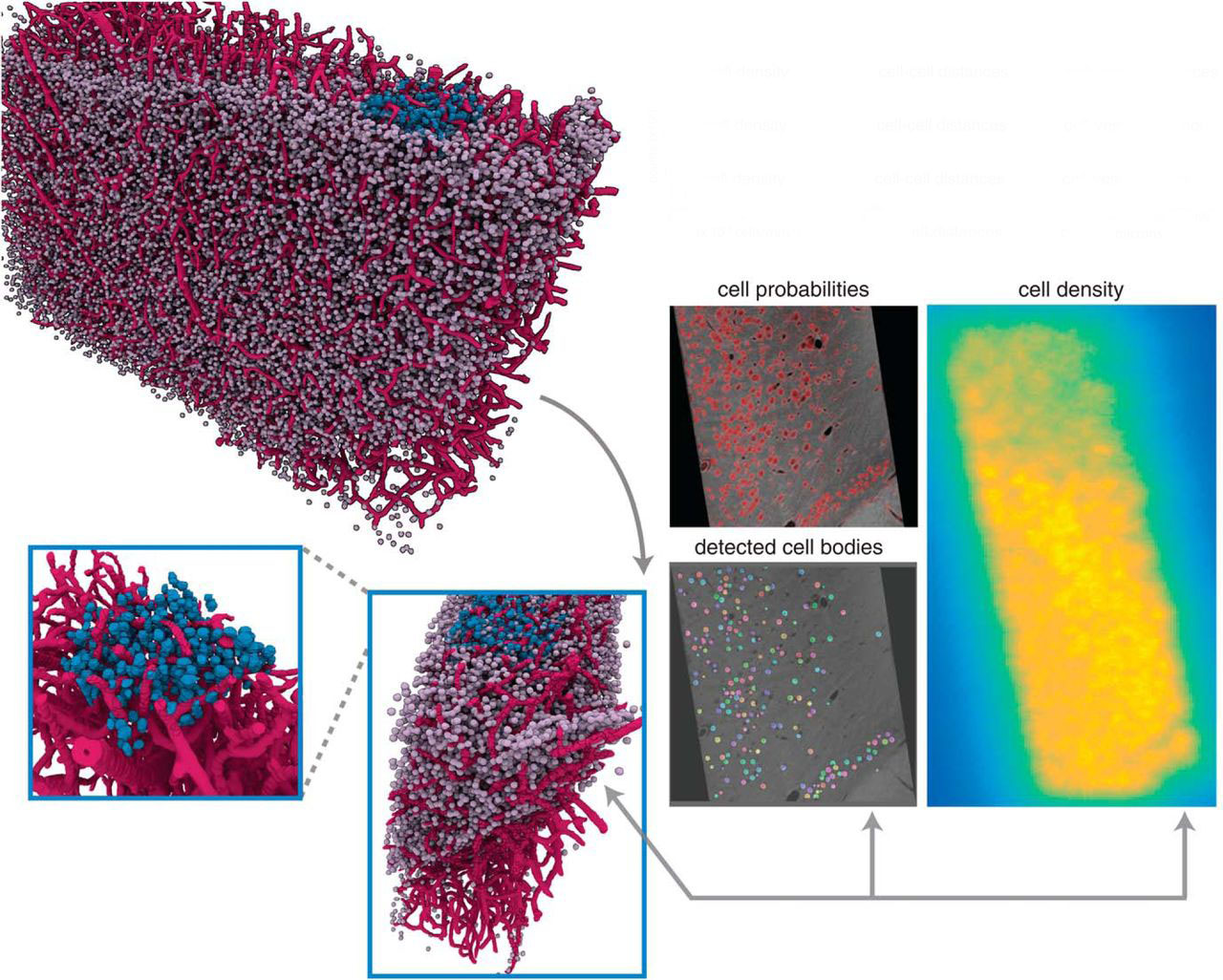A Navigational View of the Brain Advanced Photon Source